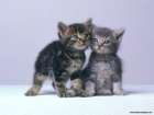  qu'il sont mignion